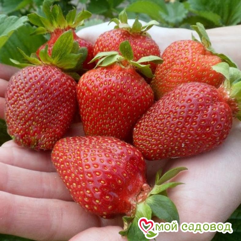 Клубника Флорина