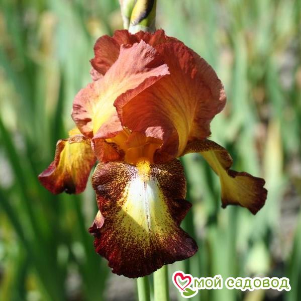 ИРИС ГЕРМАНСКИЙ СПОТТЕД ЙЕЛЛОУ